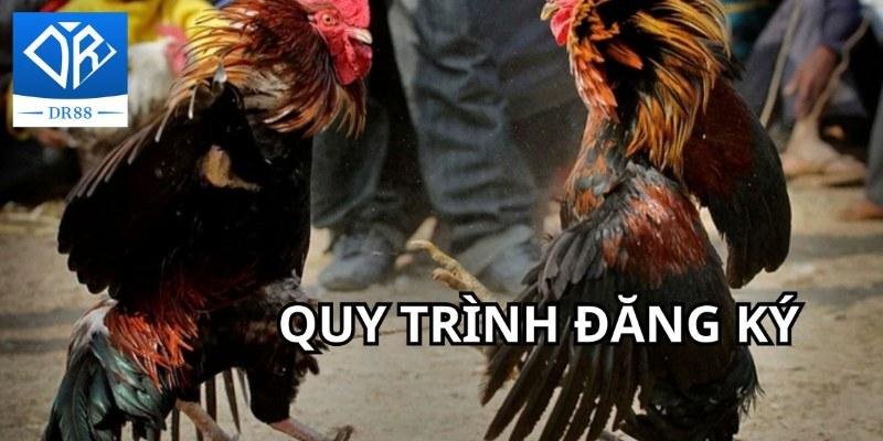 Gà Chọi C1 - Trận Đấu Của Những Chiến Kê Dũng Mãnh, Thiện Chiến 3 Gà Chọi C1 - Trận Đấu Của Những Chiến Kê Dũng Mãnh, Thiện Chiến