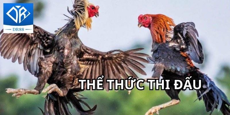 Gà Chọi C1 - Trận Đấu Của Những Chiến Kê Dũng Mãnh, Thiện Chiến 4 Gà Chọi C1 - Trận Đấu Của Những Chiến Kê Dũng Mãnh, Thiện Chiến