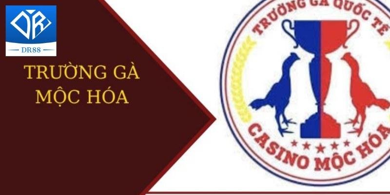 Trường Gà Mộc Hóa – Nơi Hội Tụ Những Trận Đấu Hấp Dẫn 2 Trường Gà Mộc Hóa – Nơi Hội Tụ Những Trận Đấu Hấp Dẫn
