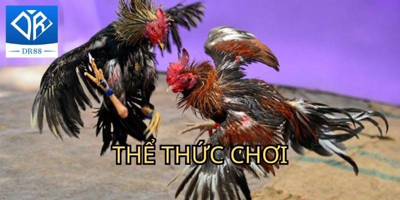 Đá gà thomo Dr88 Và Những Thông Tin Hữu Ích Bạn Cần Nên Biết 2 đá gà thomo Dr88 Và Những Thông Tin Hữu Ích Bạn Cần Nên Biết