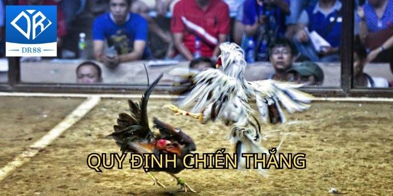 Đá gà thomo Dr88 Và Những Thông Tin Hữu Ích Bạn Cần Nên Biết 3 đá gà thomo Dr88 Và Những Thông Tin Hữu Ích Bạn Cần Nên Biết