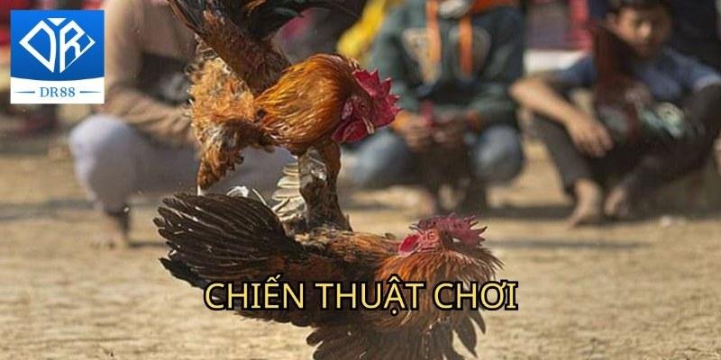 Đá gà thomo Dr88 Và Những Thông Tin Hữu Ích Bạn Cần Nên Biết 4 đá gà thomo Dr88 Và Những Thông Tin Hữu Ích Bạn Cần Nên Biết